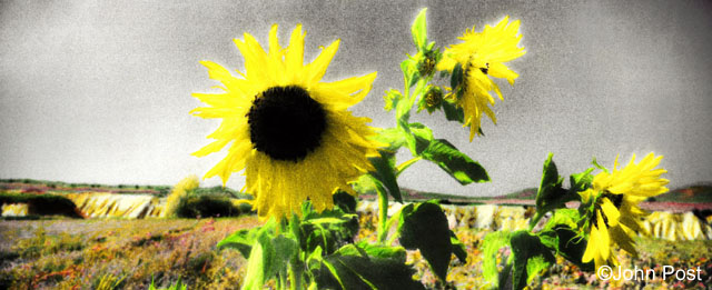 Cappadocia Sunflower