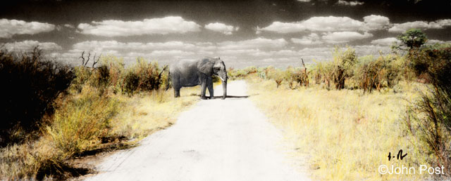 Elephant Crossing, Zimbabwe