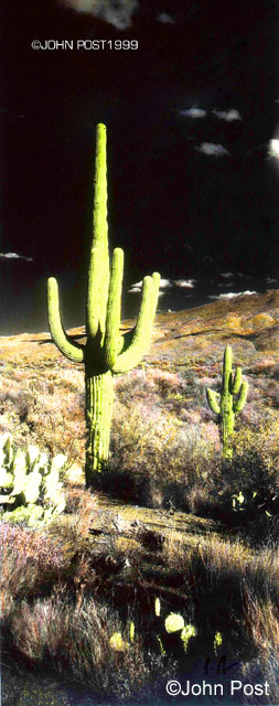 Saguaro Cactus Vertical