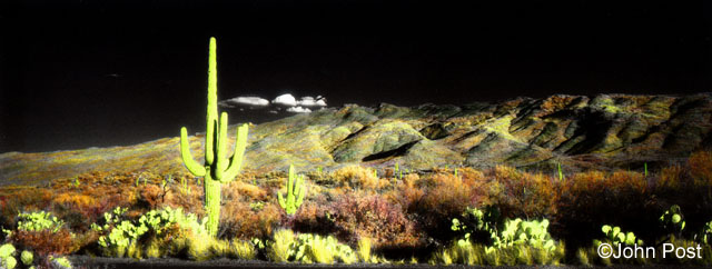 Saguaro Cactus and Mountain