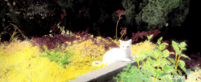 The French Cat