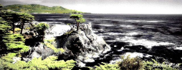 The Lone Cypress