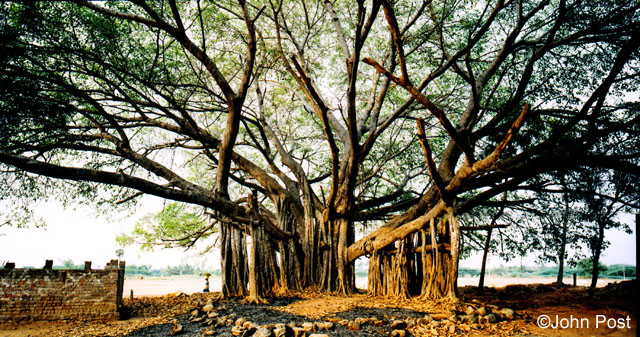 Banyan Tree Canopy