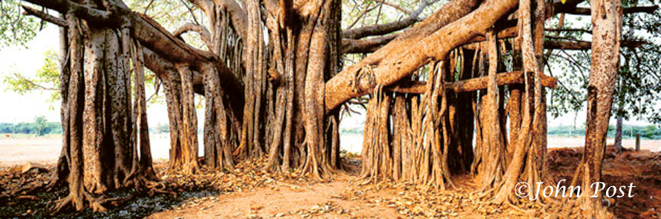 Banyan Tree Trunk and Branches