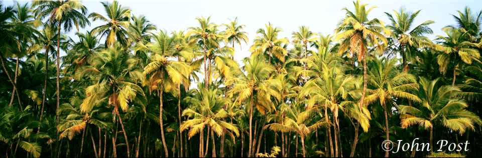 India, subcontinent, Palolem, Goa