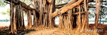 Banyan Tree Trunk and Branches