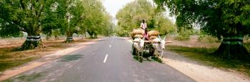 Bullock Cart on Road South India