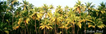 Row of Palm Tree Tops