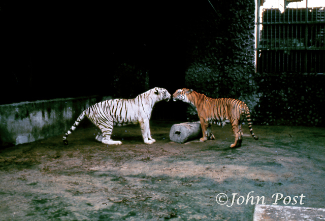 Tiger Dichotomy