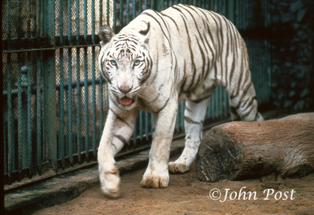 White Tiger