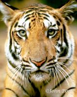 Baby Tiger