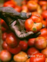 Hand and Tomato