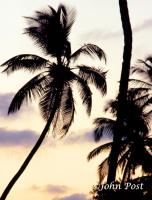 Palm Tree Silhouette Goa