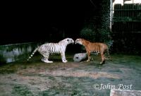 Tiger Dichotomy