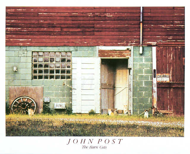 Cats looking from barn  - Poster 24x30