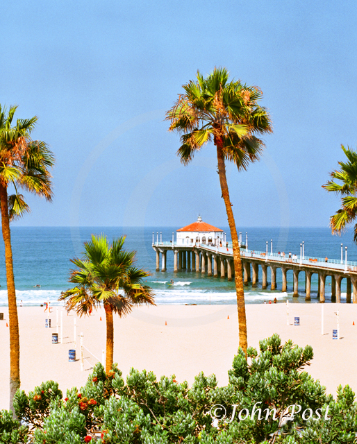 View thru palm trees of Manhattan Beach Pier and ocean - vertical