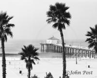 Manhattan Beach Pier and Palms Black and White