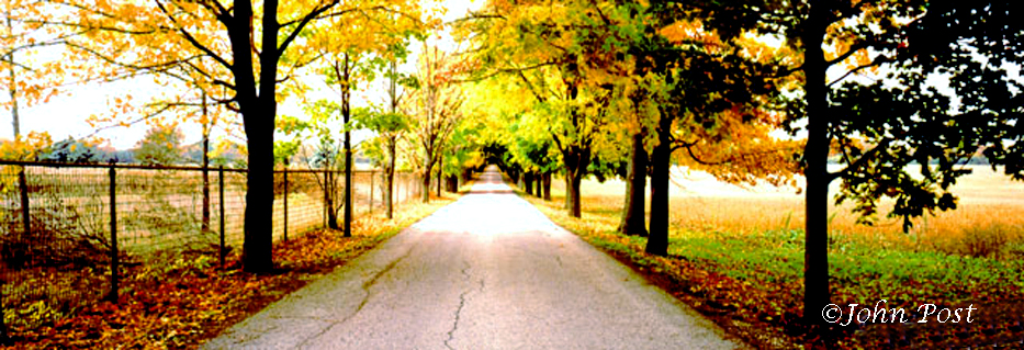 treelined road