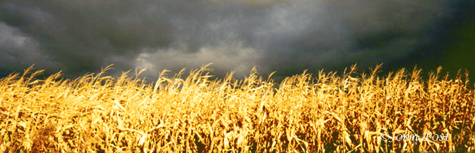 storm & corn
