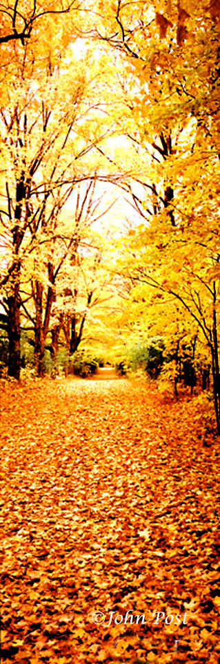 Leaf covered lane