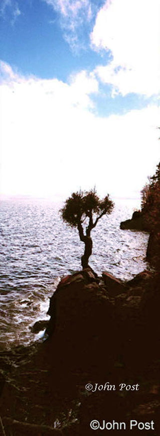 Famous Witch Tree