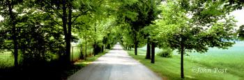 Treasure Island Drive and Green Trees