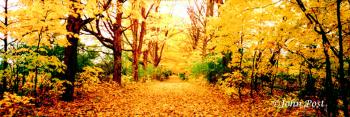 Leaf Covered Lane