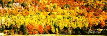 Canada Lake Superior Treeline forest of Fall Colors foilage leaves