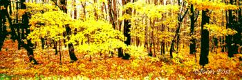 Porcupine Woods and Fall Colors