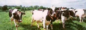 Cows at Fence