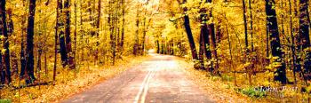 Road and Fall Colored Trees