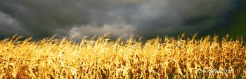 Storm Clouds and Corn