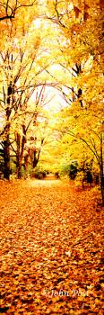 Leaf Lane vertical