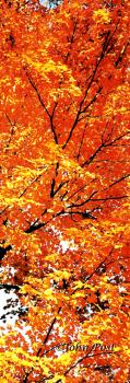 Tree Leaves Branches Fall Colors