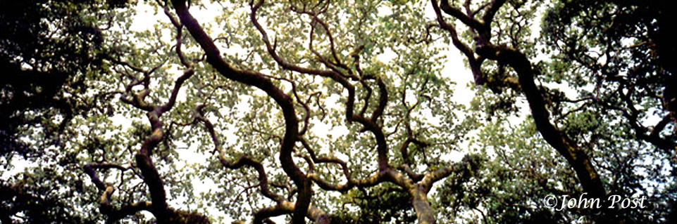 tree leaves and branches
