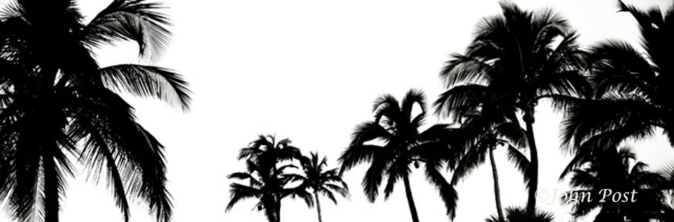 silhouette of group of coconut palm trees