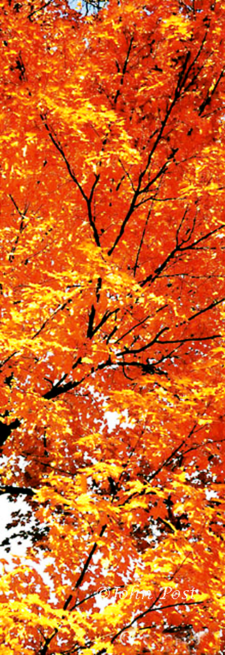 tree branches & leaves