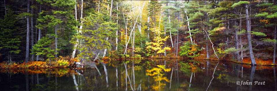 TREES Trees Reflection in Pond