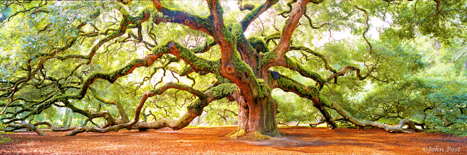 Angel Oak, historic South Carolina Oak Tree