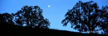 Moonrise and Trees Evening Silhouette Paso Robles Hillside