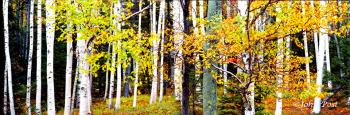 TREES Birch Trees Mount Washington