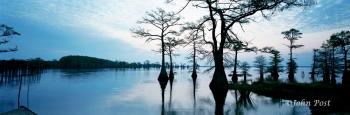 TREES Caddo Lake Evening