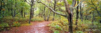 TREES Cape Cod Forest