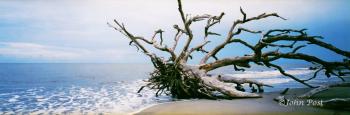 TREES Driftwood on Jekyll Island Beach