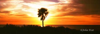 TREES Jekyll Island Sunrise and Palm Tree