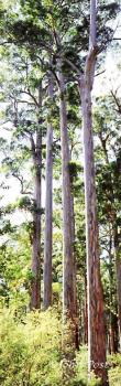 TREES Karri Trees The Four Aces