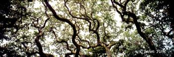 TREES Leaves and Branches