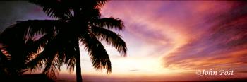 TREES Palm Tree Silhouette and Sunset Clouds