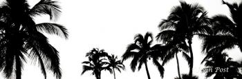 TREES Palm Trees Silhouette Black and White