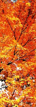 TREES Tree Leaves Branches Fall Colors